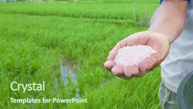  Presentation with fertilizer organic - Colorful PPT theme enhanced with rice farmer using nitrogen fertilizer backdrop and a tawny brown colored foreground