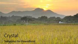  Presentation with golden rice - PPT layouts consisting of rice farming - golden sunset over farm field background and a gold colored foreground
