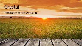  Presentation with rice field - PPT theme featuring rice field dawning background and a gold colored foreground