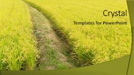  Presentation with rice field - Colorful PPT theme enhanced with  backdrop and a  colored foreground