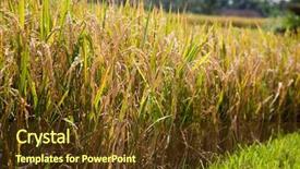  Presentation with rice field - Slide set enhanced with ricefield - rice field in bali indonesia background and a tawny brown colored foreground