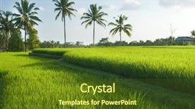  Presentation with rice field - Colorful slide deck enhanced with rice field in early stage backdrop and a tawny brown colored foreground