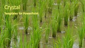  Presentation with rice paddy - Amazing PPT layouts having rice field in early stage backdrop and a tawny brown colored foreground
