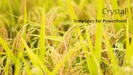  Presentation with rice field - Theme consisting of rice-field-in-fujian-china background and a yellow colored foreground