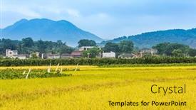  Presentation with rice field - Colorful theme enhanced with rice-field-in-fujian-china backdrop and a gold colored foreground