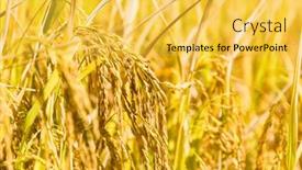  Presentation with rice field - Theme with rice-field-in-huangshan-china background and a yellow colored foreground