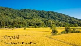  Presentation with rice field - Amazing PPT theme having rice-field-in-huangshan-china backdrop and a gold colored foreground