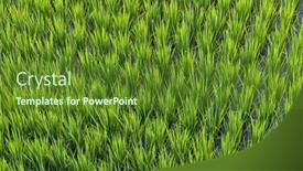  Presentation with rice field - Slide deck enhanced with rice-field-in-taitung background and a tawny brown colored foreground