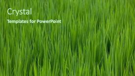  Presentation with rice field - Slides featuring rice-field-in-taitung background and a tawny brown colored foreground