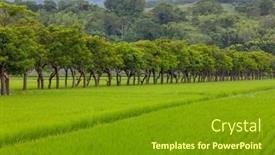  Presentation with rice field - PPT theme enhanced with rice-field-in-taitung background and a tawny brown colored foreground