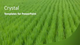  Presentation with rice field - Slide deck consisting of rice-field-in-taitung background and a tawny brown colored foreground