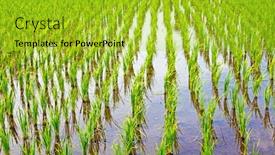  Presentation with rice field - Cool new presentation design with the countryside from java backdrop and a yellow colored foreground
