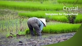  Presentation with paddy field - Presentation theme featuring rice field in vietnam ninh binh rice paddy background and a shamrock green colored foreground