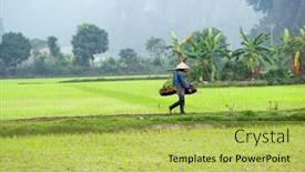  Presentation with rice field - Presentation theme consisting of rice field in vietnam ninh binh rice paddy background and a yellow colored foreground