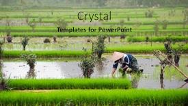  Presentation with paddy field - Slide set having rice field in vietnam ninh binh rice paddy background and a yellow colored foreground