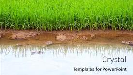  Presentation with rice field - Presentation with rice-field-in-vietnam background and a sky blue colored foreground