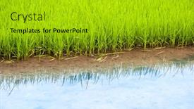  Presentation with rice field - Beautiful slide set featuring rice-field-in-vietnam backdrop and a gold colored foreground