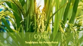  Presentation with agriculture paddy - Colorful presentation theme enhanced with rice-field-on-rice-paddy backdrop and a tawny brown colored foreground