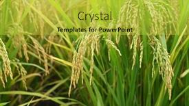  Presentation with agriculture paddy - Amazing presentation design having rice-field-on-rice-paddy backdrop and a yellow colored foreground