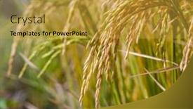  Presentation with agriculture paddy - Colorful slide deck enhanced with rice-field-on-rice-paddy backdrop and a gold colored foreground