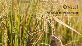  Presentation with rice paddy - Slide deck featuring rice-field-on-rice-paddy background and a yellow colored foreground