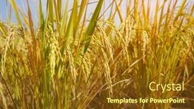  Presentation with rice paddy - PPT layouts featuring rice-field-on-rice-paddy background and a tawny brown colored foreground