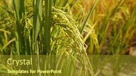  Presentation with agriculture paddy - Amazing PPT layouts having rice-field-on-rice-paddy backdrop and a tawny brown colored foreground