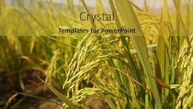  Presentation with agriculture paddy - Slide deck consisting of rice-field-on-rice-paddy background and a gold colored foreground