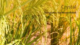  Presentation with agriculture paddy - Colorful slides enhanced with rice-field-on-rice-paddy backdrop and a gold colored foreground