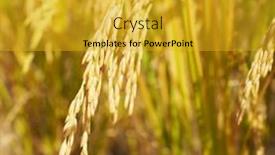  Presentation with rice paddy - Amazing slides having rice-field-on-rice-paddy backdrop and a gold colored foreground