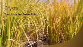  Presentation with agriculture paddy - Beautiful PPT theme featuring rice-field-on-rice-paddy backdrop and a gold colored foreground