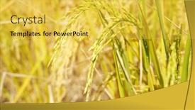  Presentation with agriculture paddy - Colorful theme enhanced with rice-field-on-rice-paddy backdrop and a yellow colored foreground