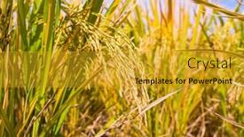  Presentation with agriculture paddy - Slides featuring rice-field-on-rice-paddy background and a gold colored foreground