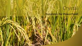  Presentation with agriculture paddy - PPT theme enhanced with rice-field-on-rice-paddy background and a gold colored foreground