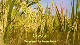  Presentation with agriculture paddy - Amazing slides having rice-field-on-rice-paddy backdrop and a tawny brown colored foreground