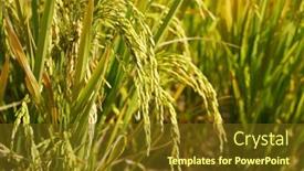  Presentation with agriculture paddy - Theme consisting of rice-field-on-rice-paddy background and a tawny brown colored foreground