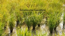  Presentation with agriculture paddy - Beautiful presentation theme featuring rice-field-on-rice-paddy backdrop and a gold colored foreground