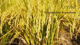  Presentation with agriculture paddy - Presentation with rice-field-on-rice-paddy background and a gold colored foreground