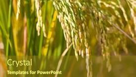  Presentation with agriculture paddy - Colorful presentation theme enhanced with rice-field-on-rice-paddy backdrop and a tawny brown colored foreground