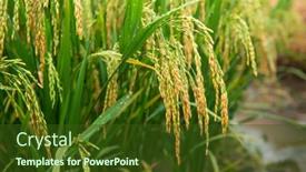  Presentation with agriculture paddy - Amazing PPT theme having rice-field-on-rice-paddy backdrop and a tawny brown colored foreground