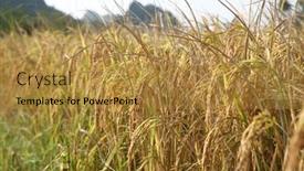  Presentation with rice paddy - Slide set having rice-field-on-rice-paddy background and a gold colored foreground