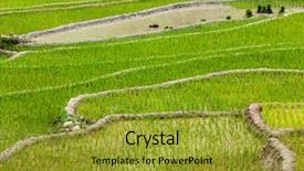  Presentation with paddy field - PPT theme consisting of field terraces rice paddy near background and a gold colored foreground
