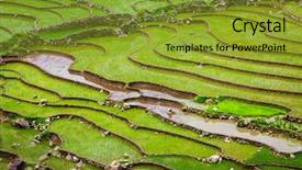  Presentation with hoa - Slide deck with rice field terraces rice paddy background and a gold colored foreground