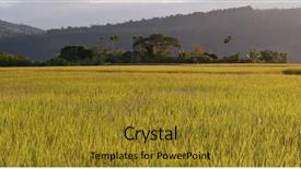  Presentation with organic rice - Colorful PPT layouts enhanced with rice field under sunset backdrop and a gold colored foreground