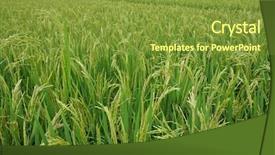  Presentation with plant breeding in rice - Slide deck enhanced with rice field with mature rice background and a tawny brown colored foreground