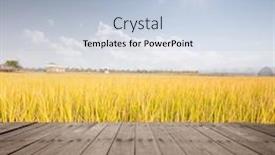  Presentation with rice field - PPT layouts featuring rice field with wooden board background and a light blue colored foreground