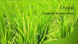  Presentation with rice field - Cool new presentation theme with rice field backdrop and a gold colored foreground