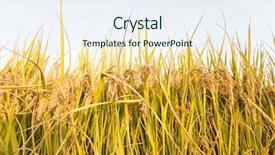  Presentation with rice field - Beautiful slide deck featuring globalism - network - social networking connection backdrop and a light gray colored foreground