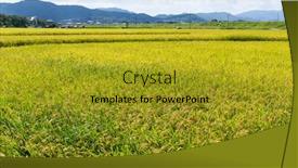 Presentation with rice field - Beautiful theme featuring rice field backdrop and a gold colored foreground