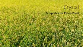  Presentation with rice field - Colorful slide set enhanced with rice field backdrop and a yellow colored foreground